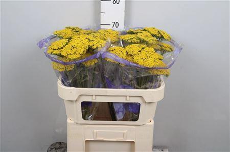 Achil F Parker Variety