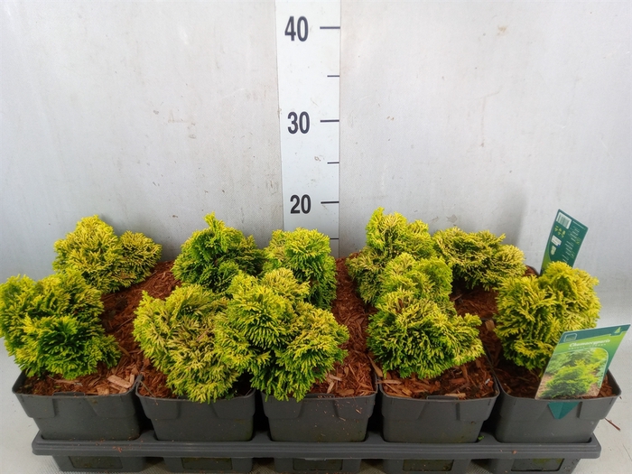 <h4>Chamaecyparis obt. 'Aurora'</h4>