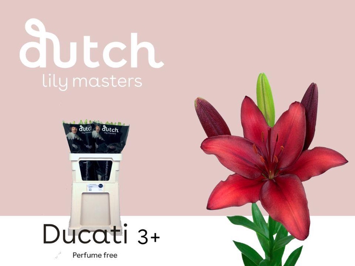 <h4>LI AS DUCATI& 3+</h4>