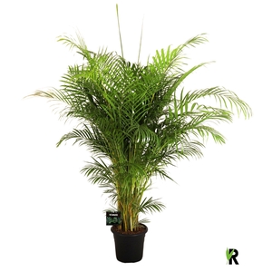 Dypsis lutescens   ...Chrysalidoca