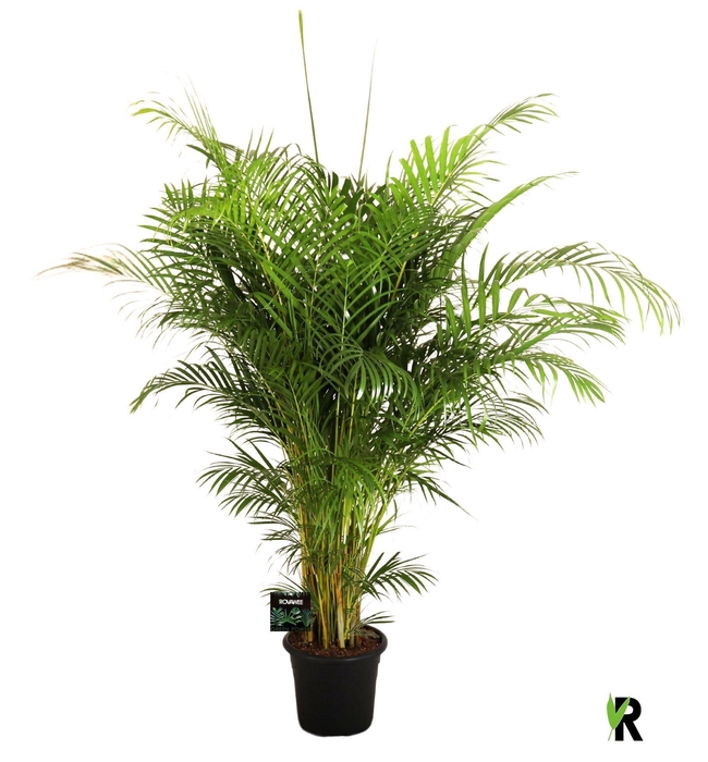 <h4>Dypsis lutescens   ...Chrysalidoca</h4>