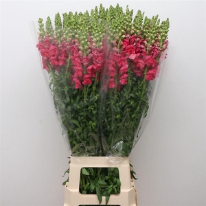 Antir Op Cherry Rose