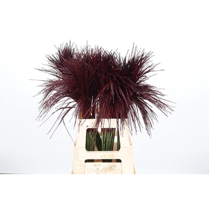 Miscanthus Kl Bh Bordeaux