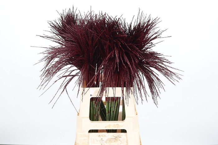<h4>Miscanthus Kl Bh Bordeaux</h4>