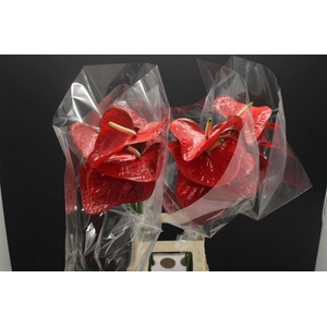 Anthurium Red Amor