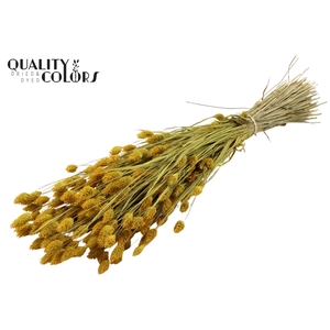 Phalaris per bunch Yellow