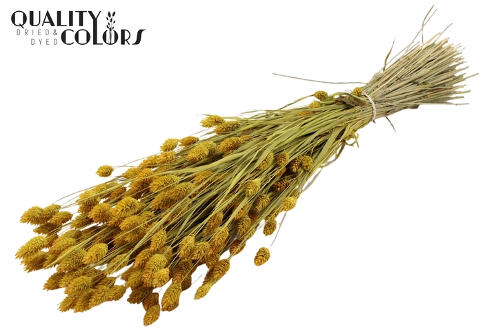 <h4>Phalaris per bunch Yellow</h4>