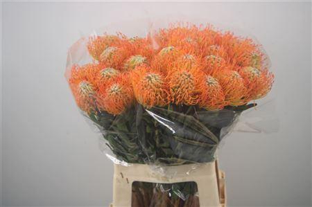<h4>LEUCOS AYOBA SUN</h4>