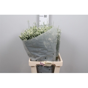 Lim Sin Mountain Diamond White