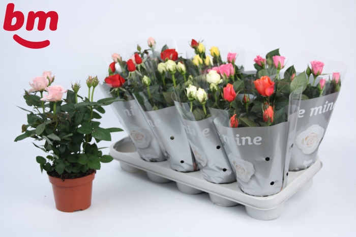 <h4>Rosa Beau Monde gemengd 12 cm</h4>