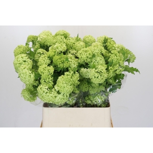 Viburnum Opulus Roseum