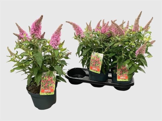<h4>BUDD BFC LITTLE PINK</h4>