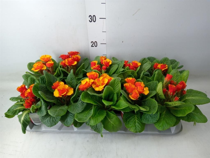 <h4>Primula ac.   ...</h4>