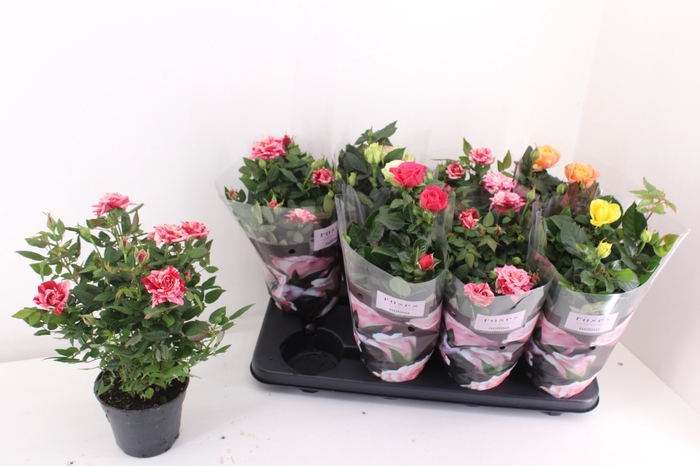 <h4>RO PATHIT GEM 5 SRT</h4>