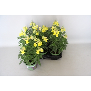 Antirrhinum Yellow