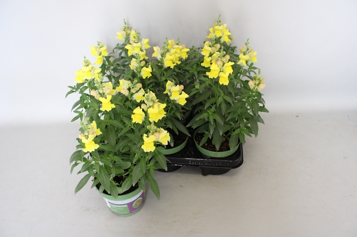 <h4>Antirrhinum Yellow</h4>