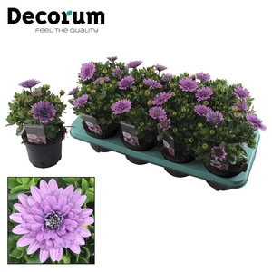 Osteospermum gevuld 3D Pink