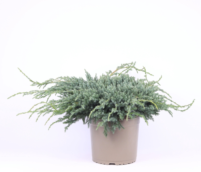 <h4>Juniperus squamata 'Blue Carpet'</h4>