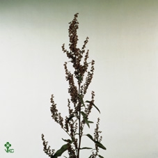 Atriplex