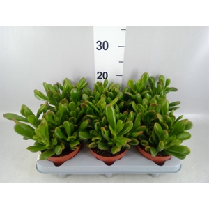 Crassula ovata 'Horn Tree'