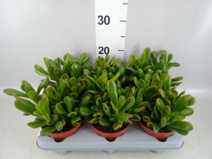 <h4>Crassula ovata 'Horn Tree'</h4>