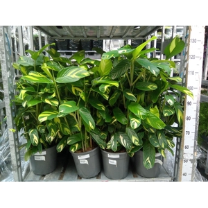 Ctenanthe pilosa 'Mosaic'
