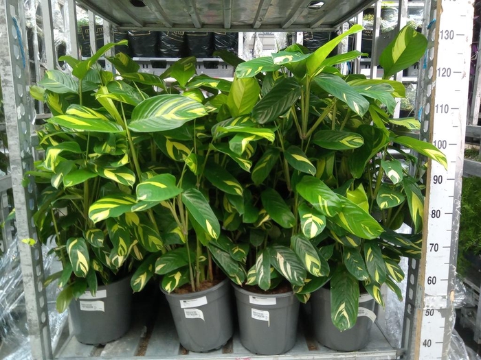 <h4>Ctenanthe pilosa 'Mosaic'</h4>