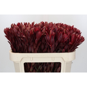 Leucadendron Jester