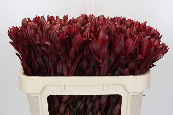 <h4>Leucadendron Jester</h4>