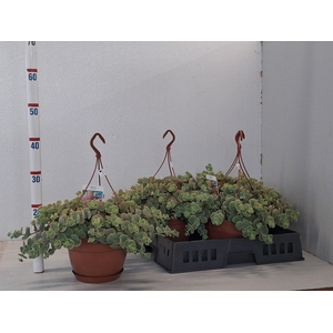 SEDUM SIEBOLDII