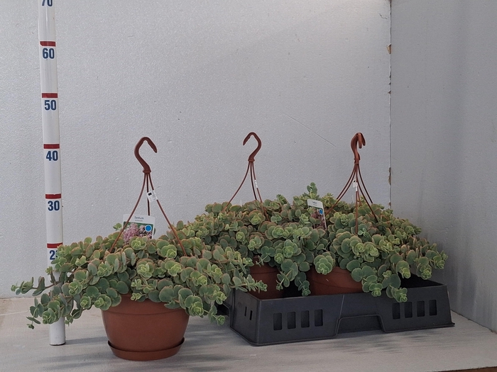 <h4>SEDUM SIEBOLDII</h4>