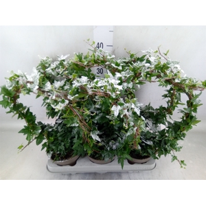 Hedera   ...green leafed