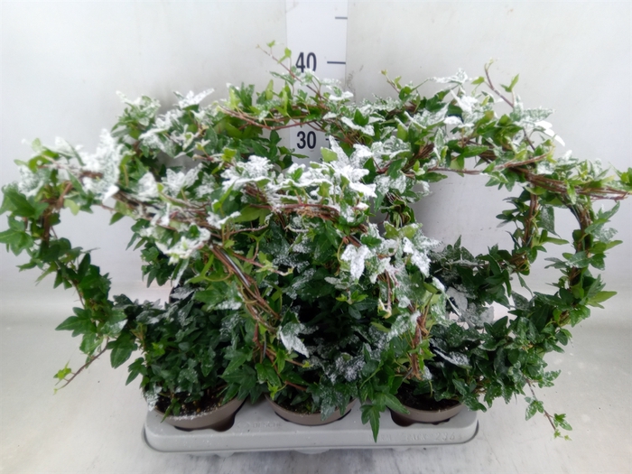 <h4>Hedera   ...green leafed</h4>