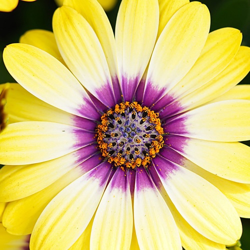 OSTEOSPERMUM ECKLONIS P11 DALINA BLUE EYED BEAUTY