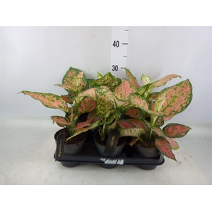 Aglaonema  'Crimson Love'