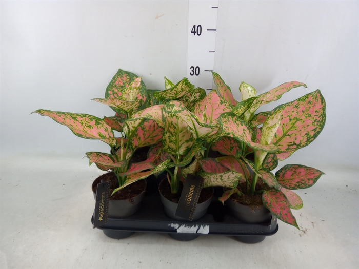 <h4>Aglaonema  'Crimson Love'</h4>