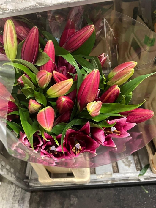 <h4>Li Ot Palazzo (rijper)</h4>