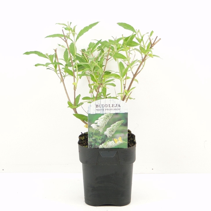 <h4>Buddleja White Profusion</h4>