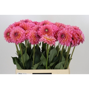 Dahlia Pink Runner