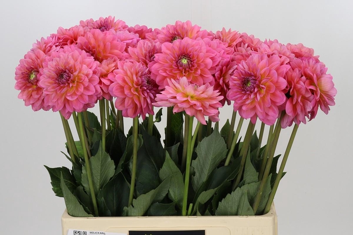 <h4>Dahlia Pink Runner</h4>