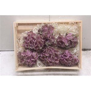 Wax Hydrangea Rosa\groen