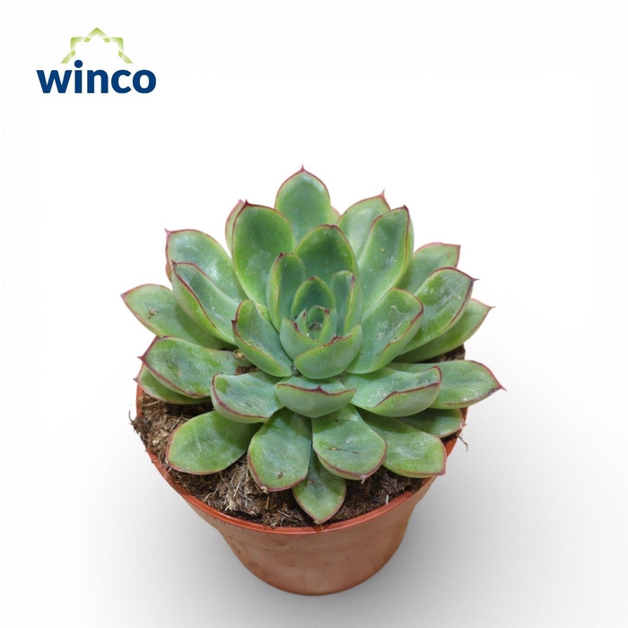 <h4>Echeveria Rondo</h4>