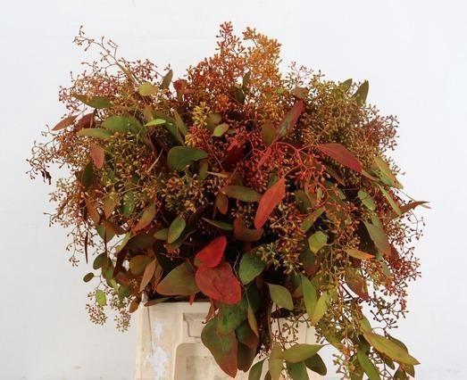 <h4>EUCALYP KLB BS H%</h4>