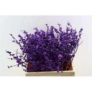 Ilex Klbh Aubergine Stem