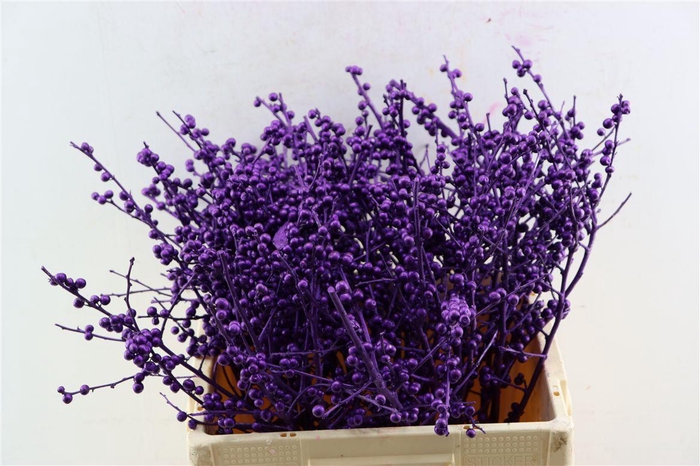 <h4>Ilex Klbh Aubergine Stem</h4>