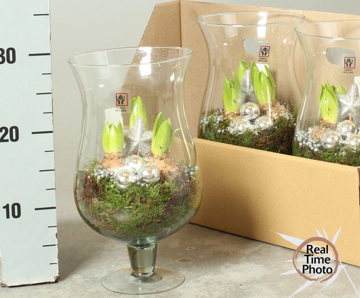 <h4>ARR HYACINTH</h4>