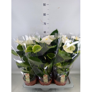 Anthurium andr. 'Alpine'