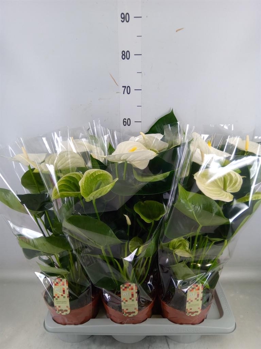 <h4>Anthurium andr. 'Alpine'</h4>