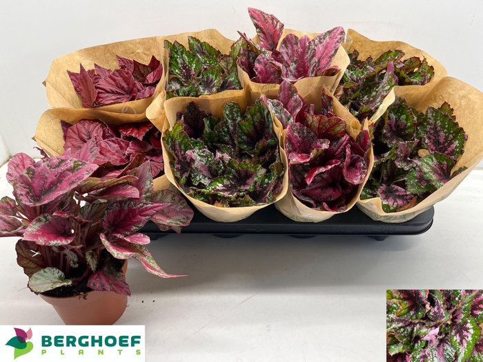 <h4>BEG BEL GEM</h4>