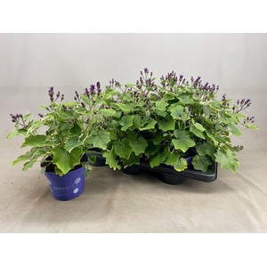 PERI C SEN DEEP BLUE